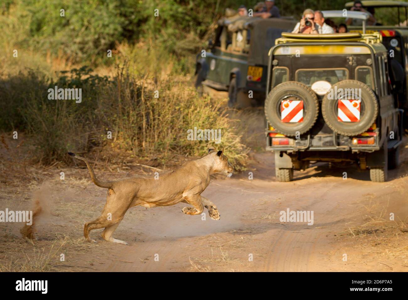 Eine Löwin fährt in der Nähe eines Safarifahrzeugs voll von Touristen im Samburu National Reserve Kenya Stockfoto