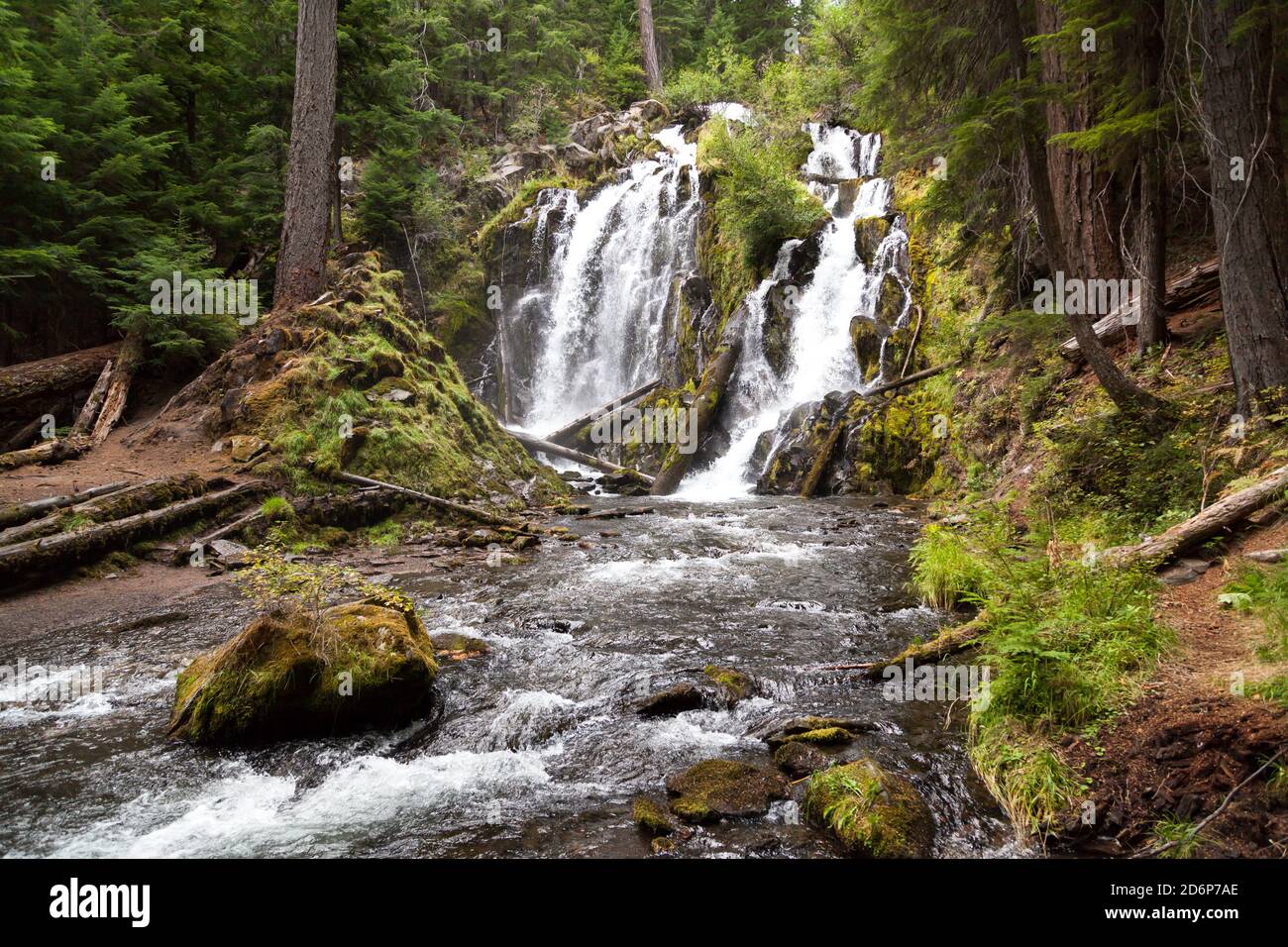 Das wunderschöne und wilde Wasser der National Creek Falls, wenn es über eine felsige Klippe im unberührten Wald der Southern Oregon Cascades rast. Stockfoto