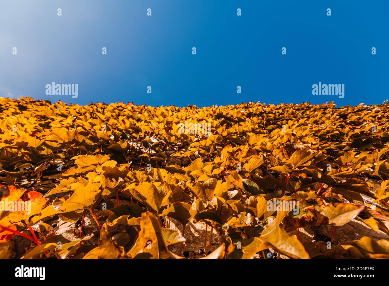 Selektiver Fokus. Rote und orangefarbene Blätter wilder Trauben am Zaun mit blauem Himmel. Farbenfroher Herbst, helle wilde Traube. Abstrakt lila, rot und orange Stockfoto