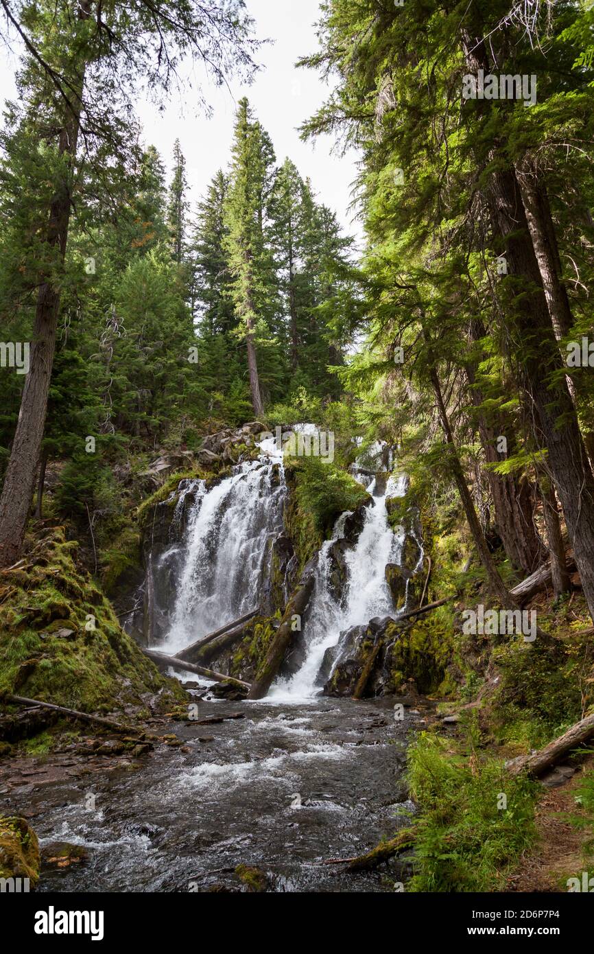 Das wunderschöne und wilde Wasser der National Creek Falls, wenn es über eine felsige Klippe im unberührten Wald der Southern Oregon Cascades rast. Stockfoto