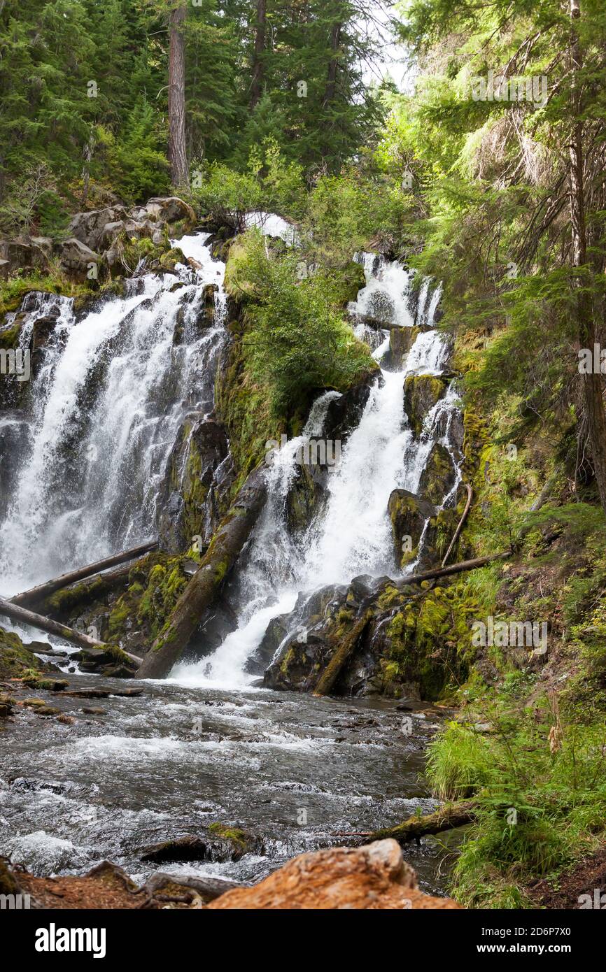 Das wunderschöne und wilde Wasser der National Creek Falls, wenn es über eine felsige Klippe im unberührten Wald der Southern Oregon Cascades rast. Stockfoto