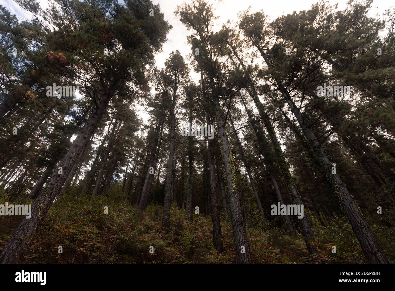 Kiefernwald, typischer Wald des Baskenlandes. Stockfoto