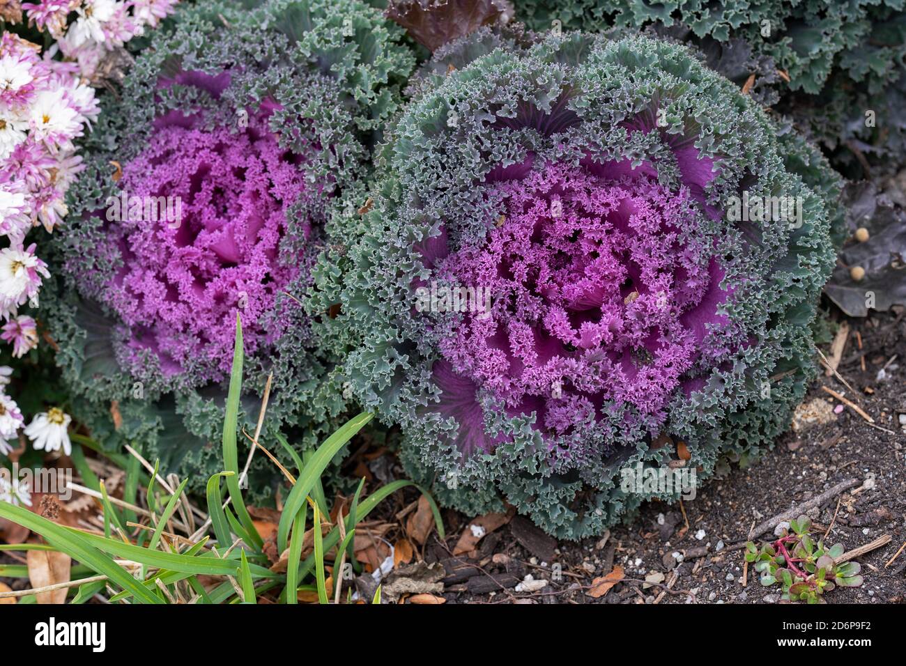 Purple Nagoya Red oder Nagoya Rose, Ornamental Flowering Kale, Brassica oleracea wächst draußen im Garten Stockfoto