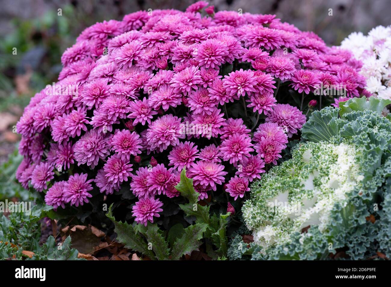 Rosa Chyrsanthemum und Weiß Ornamental blühende Kale wächst im Garten, Herbstblumen, Pflanzen, Stauden V Stockfoto