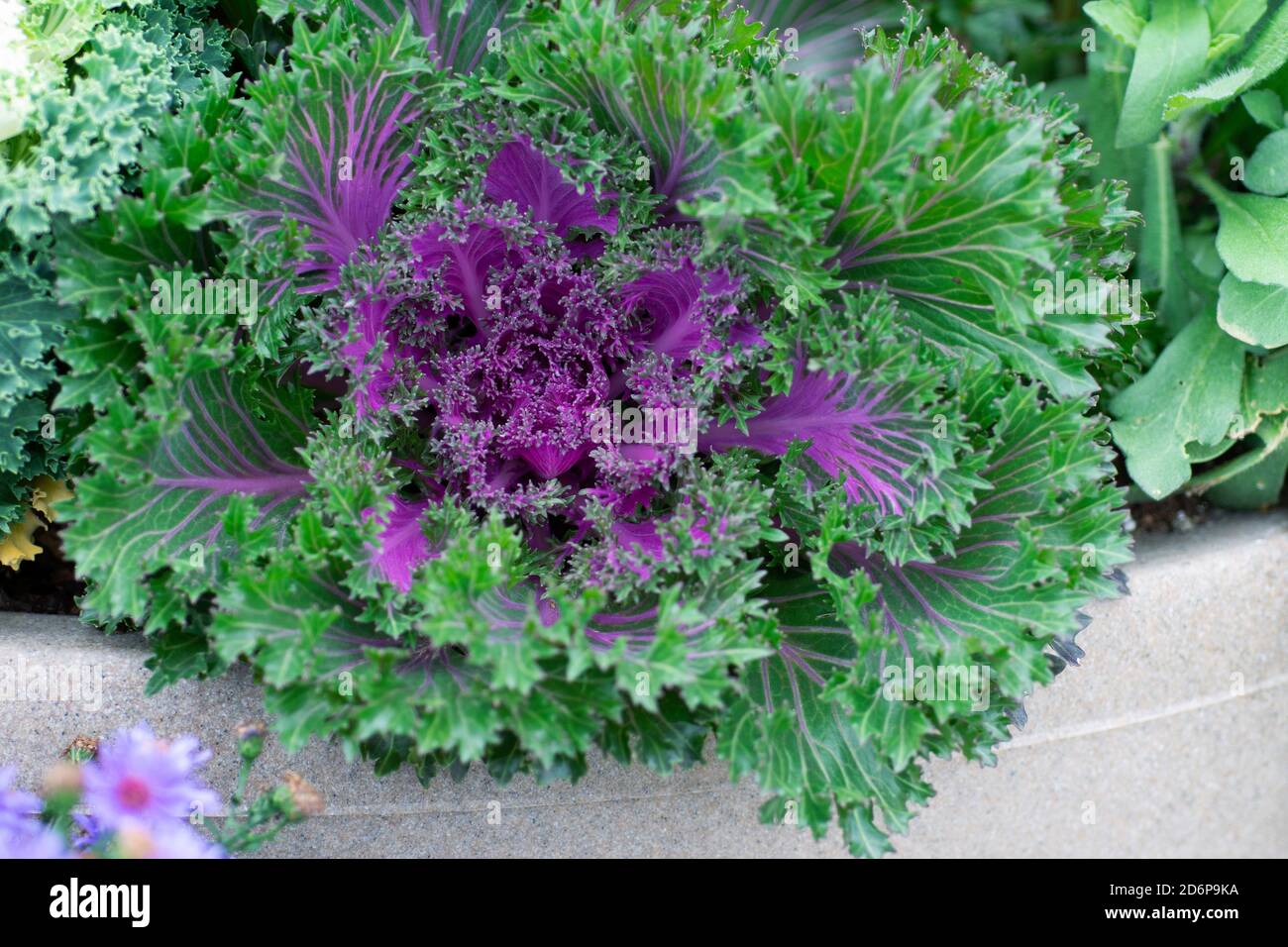 Purple oder Nagoya Red, Ornamental Flowering Kale, Brassica oleracea, die draußen im Garten wachsen Stockfoto