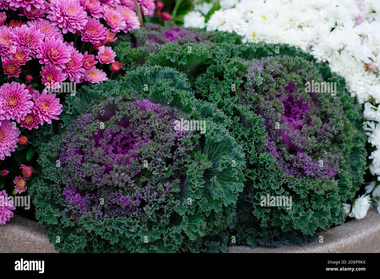 Purple Nagoya Red oder Nagoya Rose, Ornamental Flowering Kale, Brassica oleracea wächst draußen im Garten Stockfoto