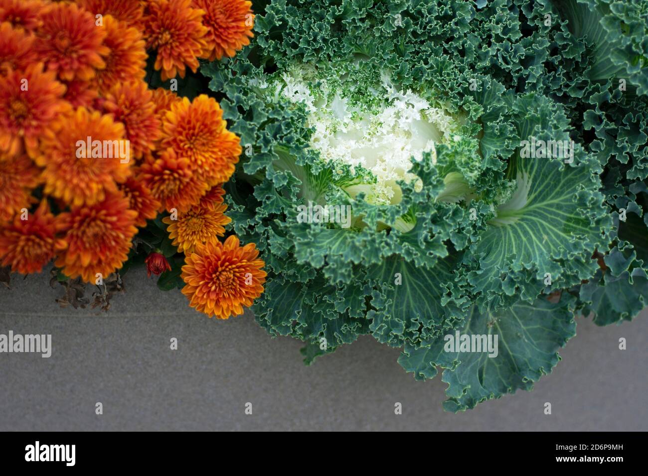 Weiß Ornamental blühende Kale und Orange Chrysanthemum wächst im Garten, Herbstblumen, Pflanzen, Stauden Brassica Oleracea Stockfoto