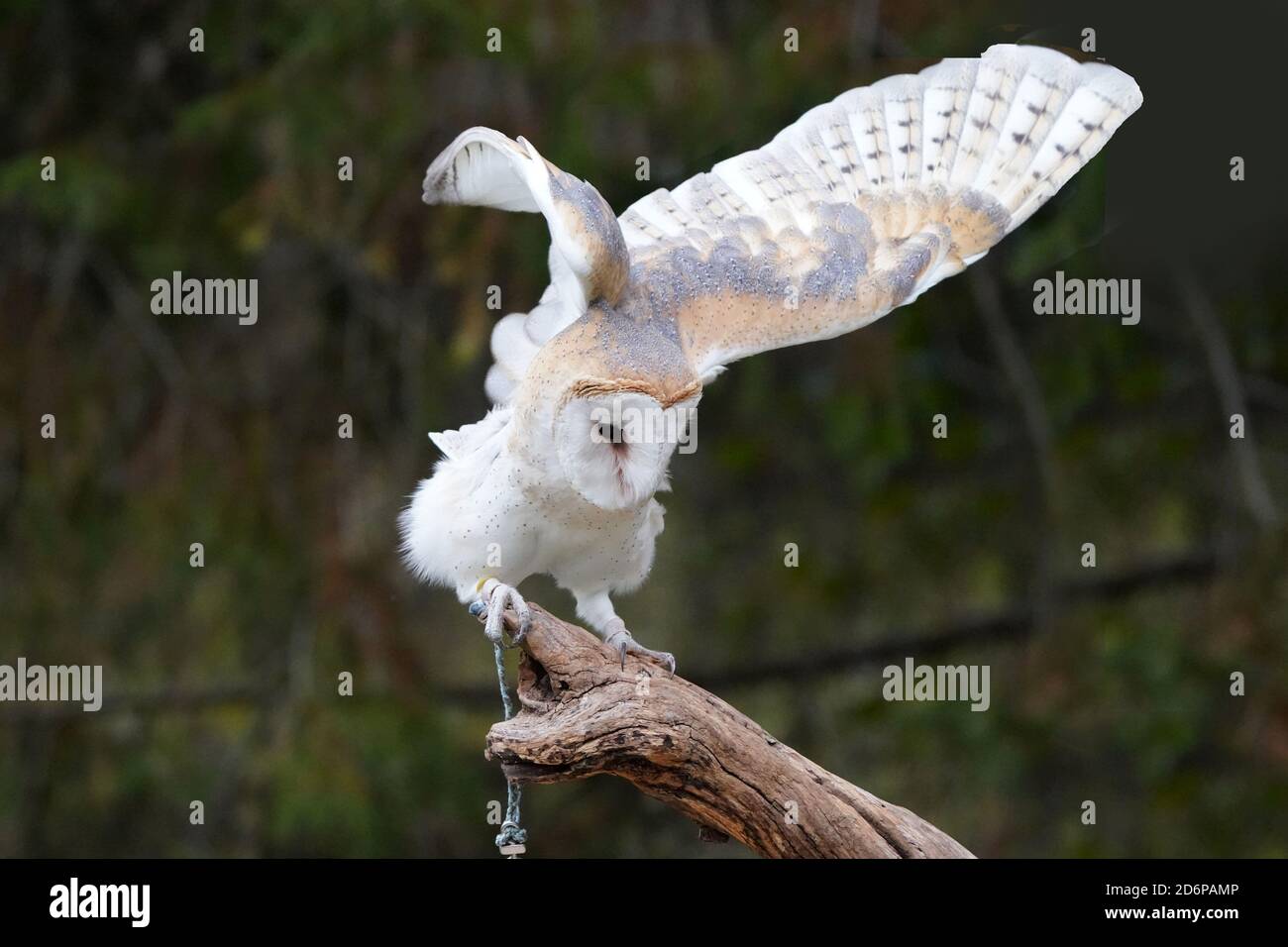 Scheune Eule auf Barsch sitzen und flattern Stockfoto