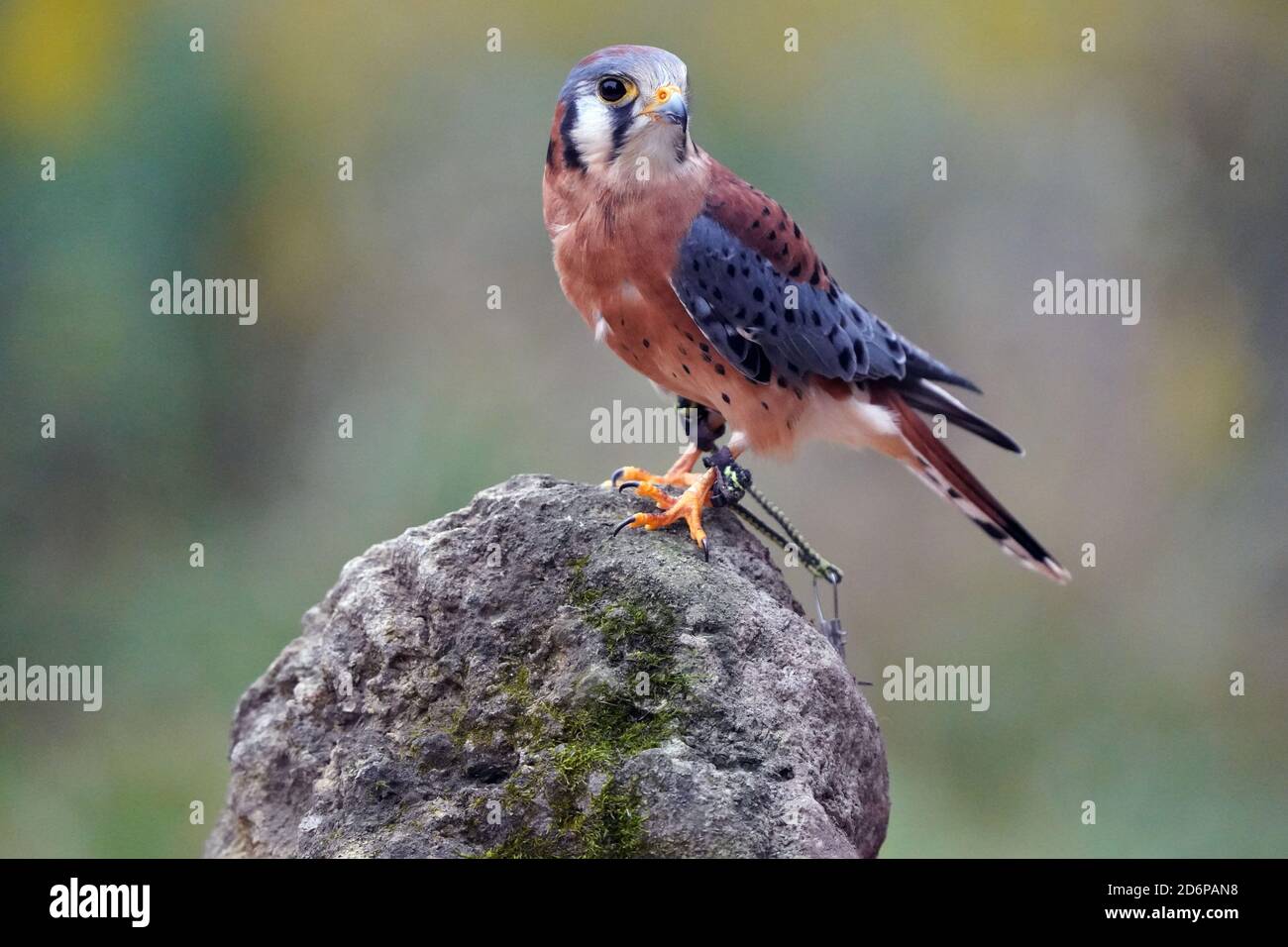 Kestrel-Männchen thront und klatscht Stockfoto