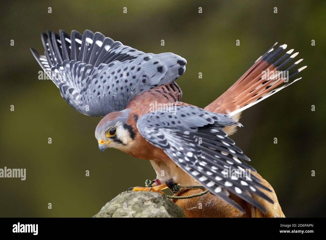 Kestrel-Männchen thront und klatscht Stockfoto