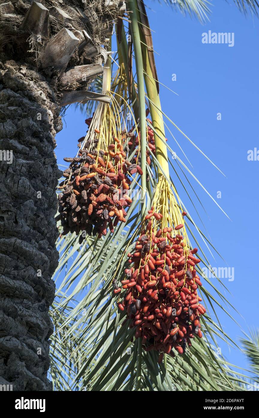 Israel, Izrael, ישראל; Phoenix dactylifera, Daktylowiec właściwy, Palma daktylowa, Dattelpalme. Reifedaten auf einer Palme. הבשלת תמרים על עץ דקל. Stockfoto