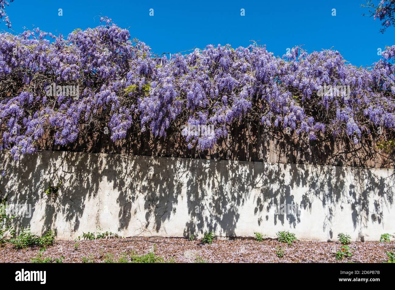 wisteria ist eine gattung von blühenden pflanzen in der familie