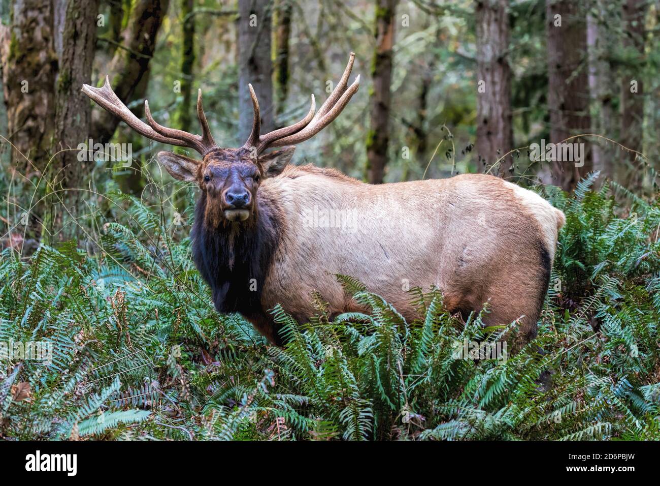 Große männliche Elche während der Rut-Saison im pazifik Nordwest Stockfoto