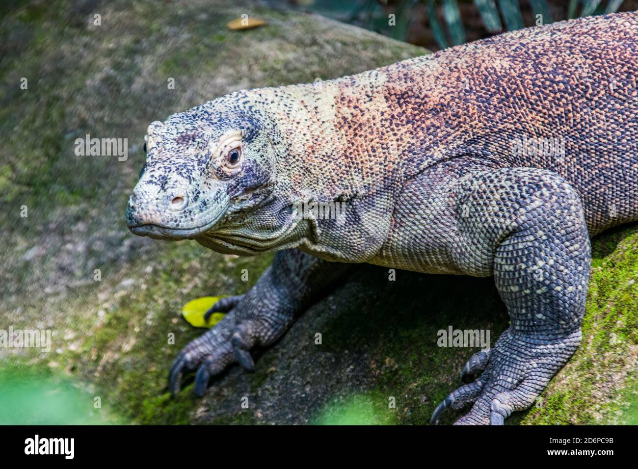 Der Komodo-Drache geht. Er ist auch als Komodo-Monitor bekannt, eine Eidechsenart, die auf den indonesischen Inseln Komodo, Rinca und Flores gefunden wird Stockfoto