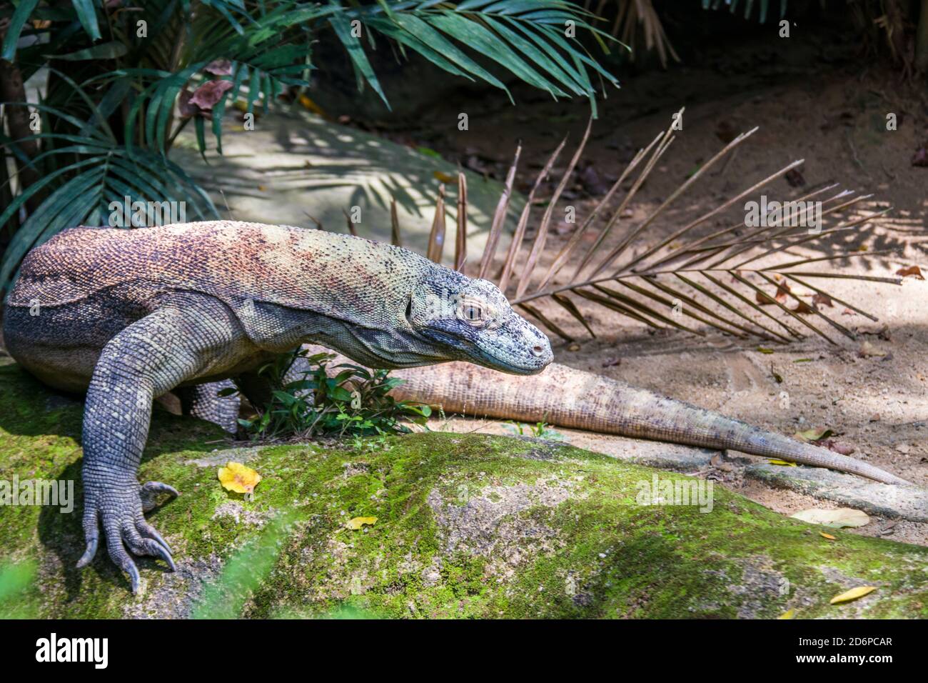 Der Komodo-Drache geht. Er ist auch als Komodo-Monitor bekannt, eine Eidechsenart, die auf den indonesischen Inseln Komodo, Rinca und Flores gefunden wird Stockfoto