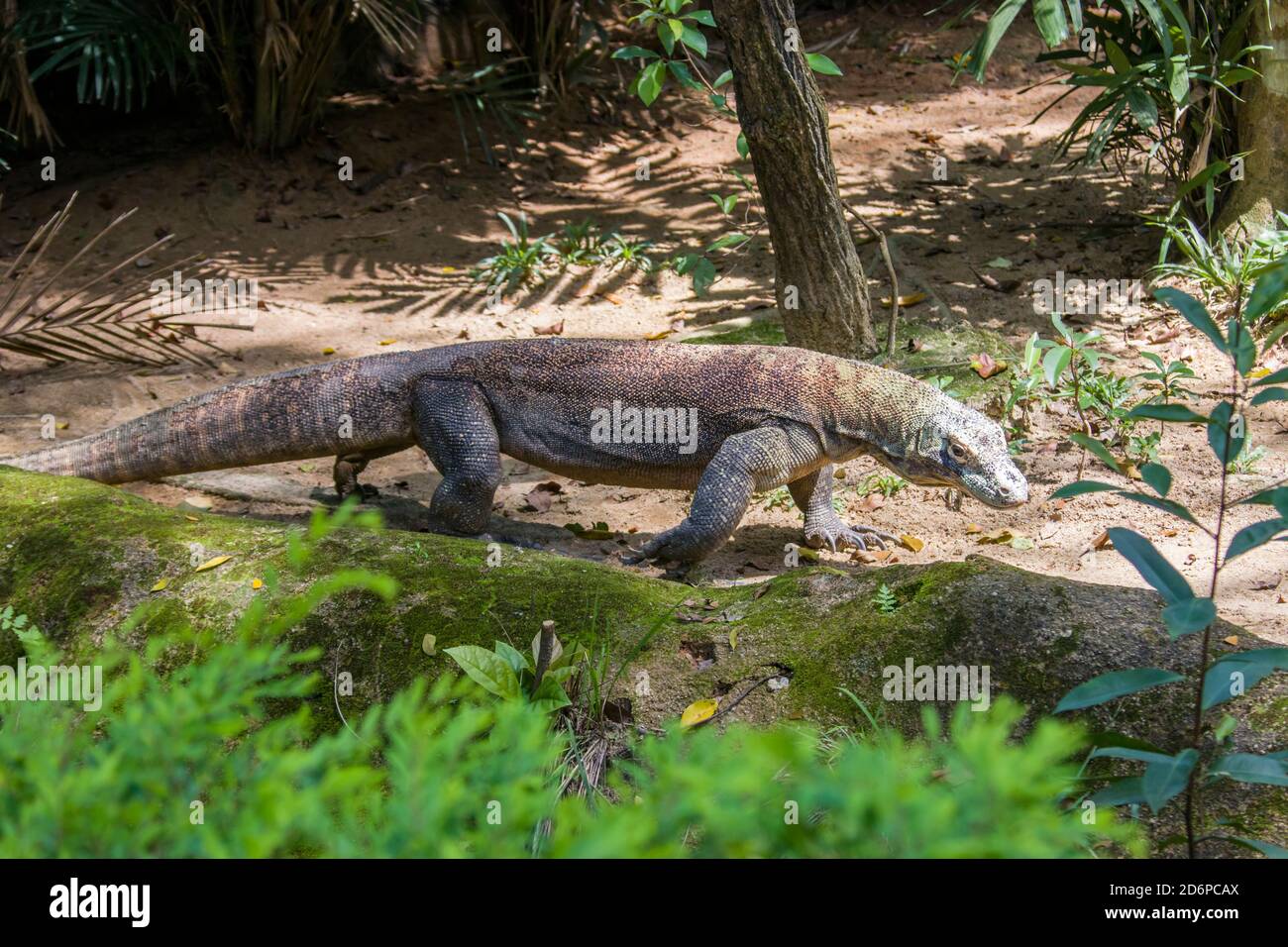 Der Komodo-Drache geht. Er ist auch als Komodo-Monitor bekannt, eine Eidechsenart, die auf den indonesischen Inseln Komodo, Rinca und Flores gefunden wird Stockfoto