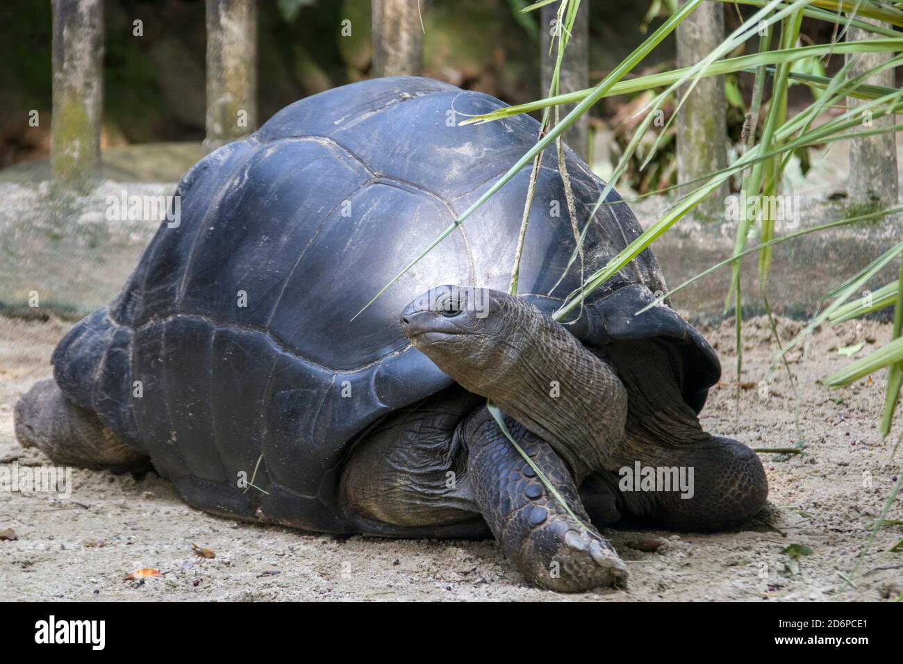 Nahaufnahme der Aldabra-Riesenschildkröte (Aldabrachelys gigantea). Es stammt von den Inseln des Aldabra Atolls auf den Seychellen. Stockfoto