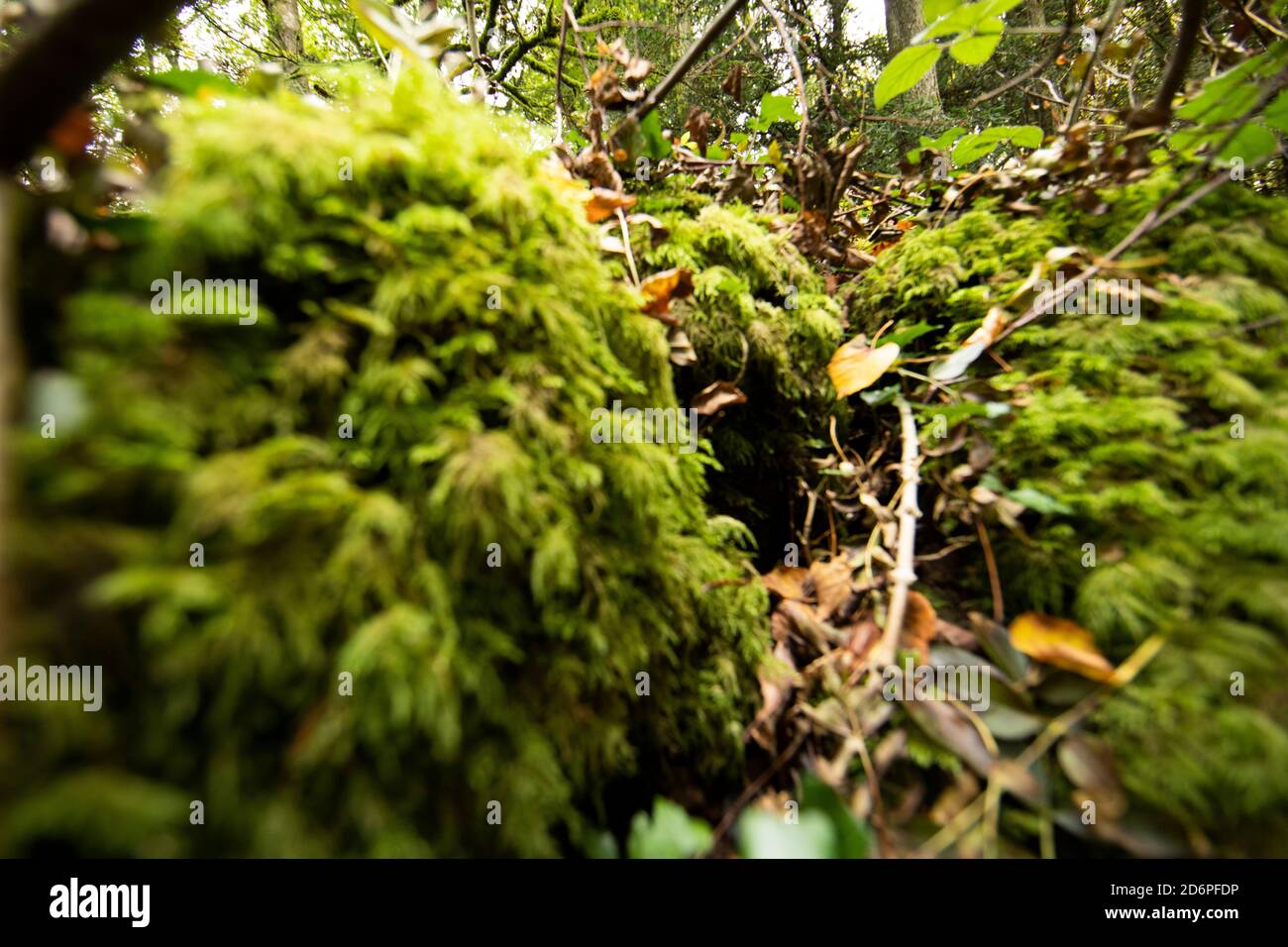 Durch das Wurmloch. Ein Schatten erzeugt den Eindruck eines Tunnels durch ein moosbedecktes Gestein. Puzzlewood im Herbst. Stockfoto