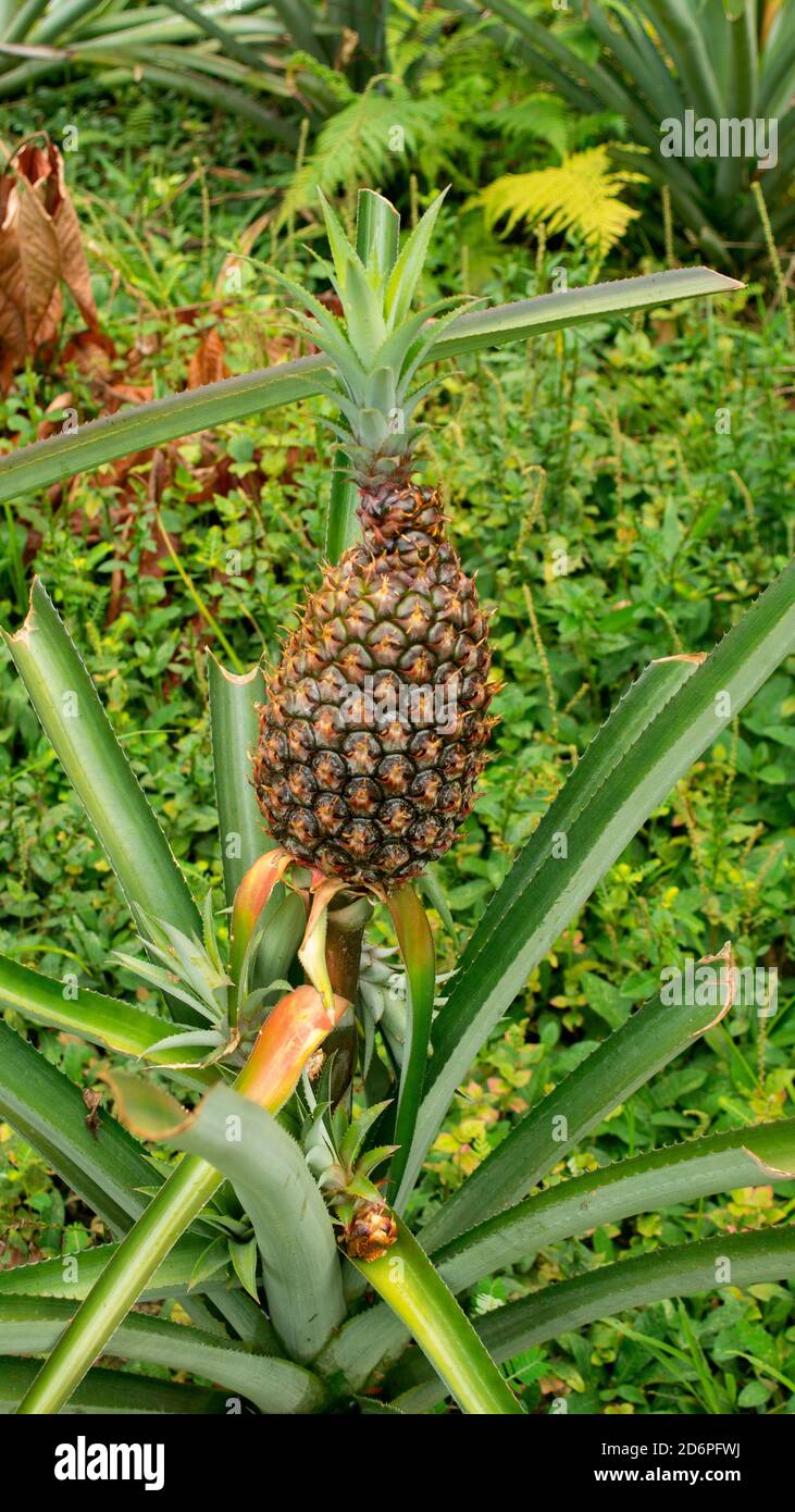Nahaufnahme einer grünen Ananas auf der Pflanze vor Wird auf einer Farm im ecuadorianischen Amazonas geerntet Stockfoto