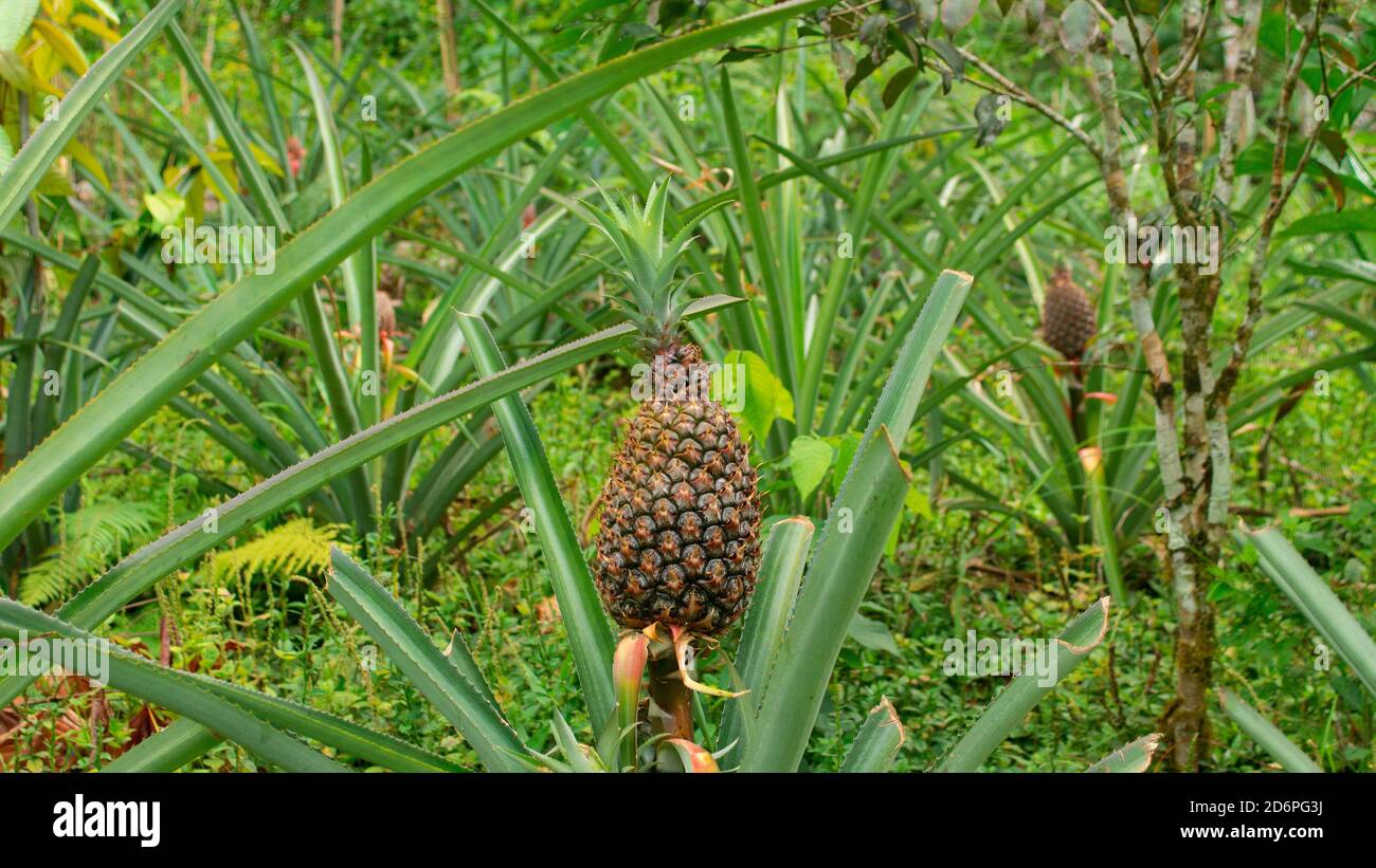 Nahaufnahme einer grünen Ananas auf der Pflanze vor Wird auf einer Farm im ecuadorianischen Amazonas geerntet Stockfoto
