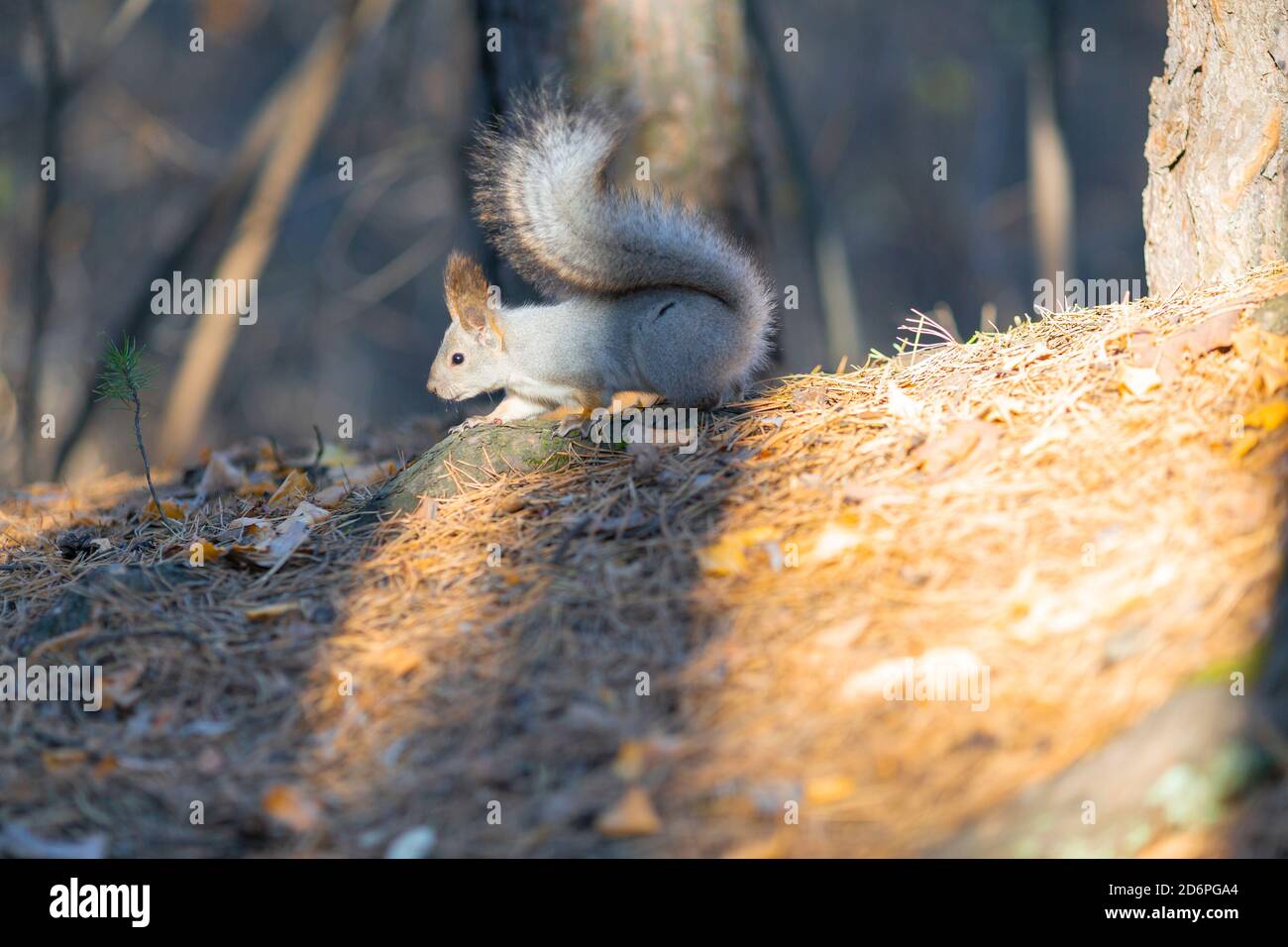 Eichhörnchen sitzt auf einem Baum in der Herbstsaison Stockfoto