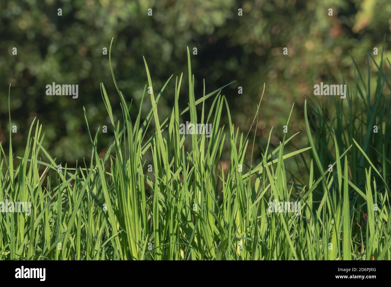 Gras Nahaufnahme mit Sonnenlicht im Freien Stockfoto