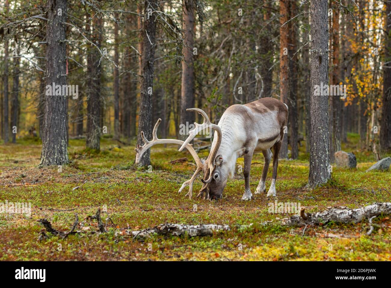 Wilde Rentiere grasen im Kiefernwald in Lappland, Nordfinnland. Stockfoto