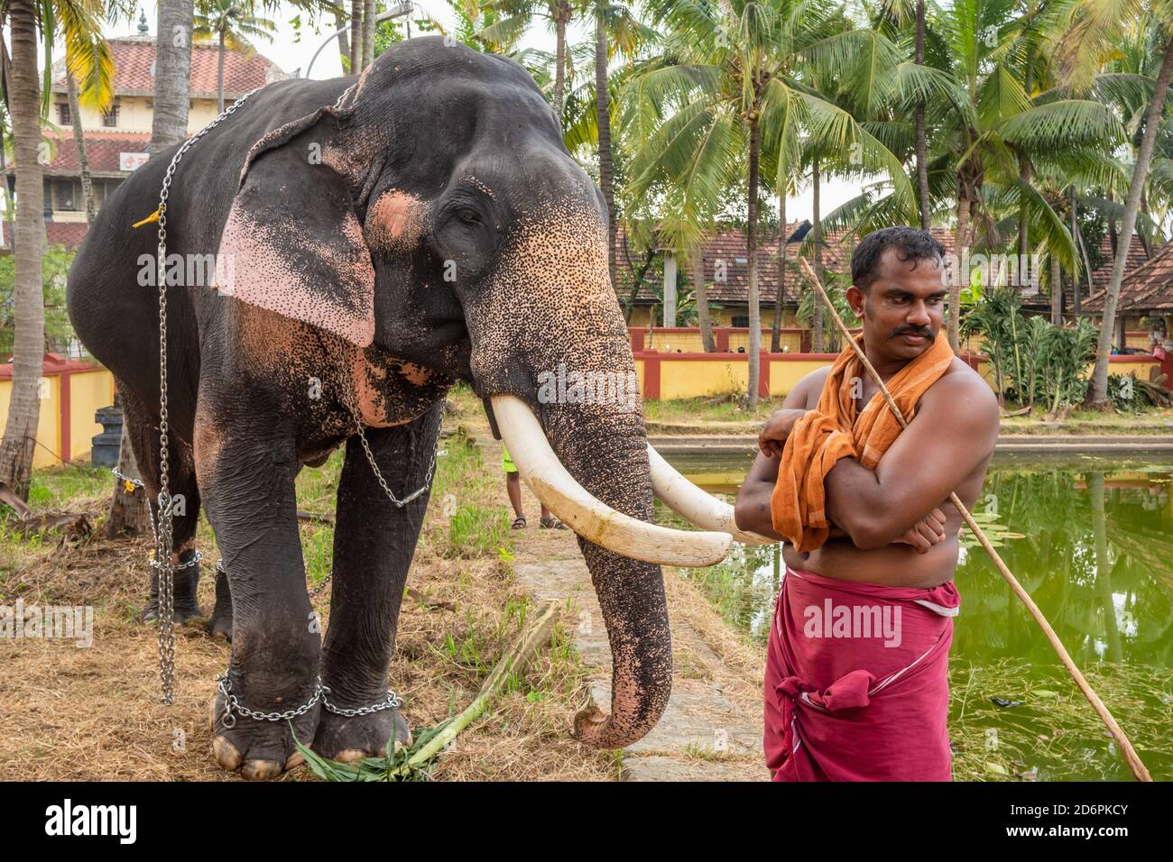 Nicht identifizierter indischer Mann, der nahe bei Tempelelefanten in Cochin, Kerala Zustand, Indien steht Stockfoto