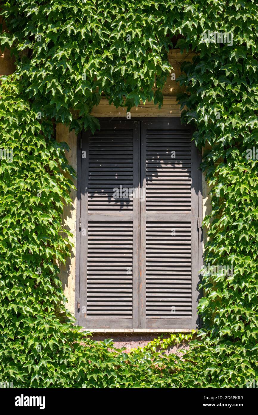 Nahaufnahme eines alten Fensters mit geschlossenen Holzfenstern Eine Wand mit grünen Blättern bedeckt Stockfoto