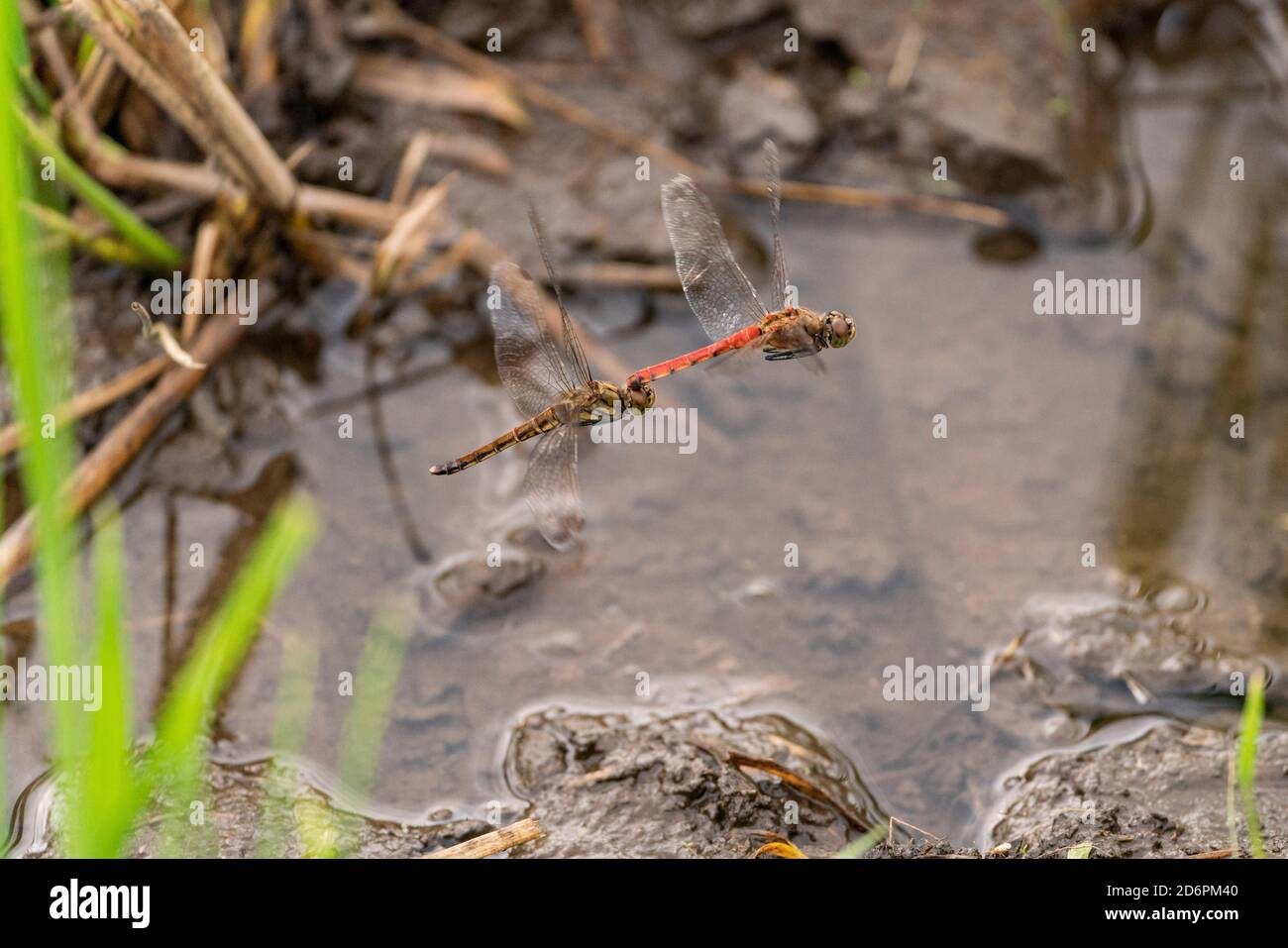 Laichen von Herbstscharre (Sympetrum frequens) auf Reisfeld nach der Ernte, Isehara Stadt, Kanagawa Präfektur, Japan Stockfoto