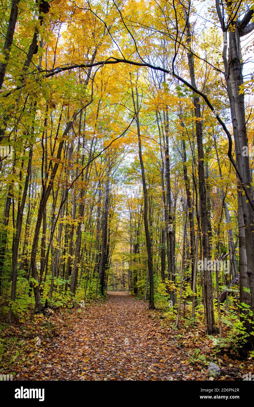 Ein Waldweg im Herbst. Stockfoto