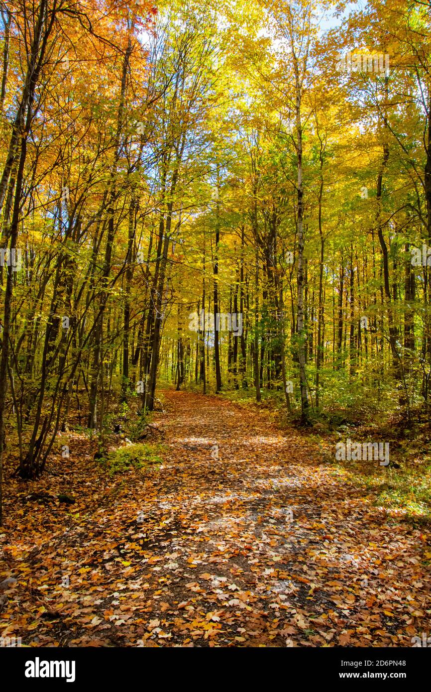 Ein Waldweg im Herbst. Stockfoto