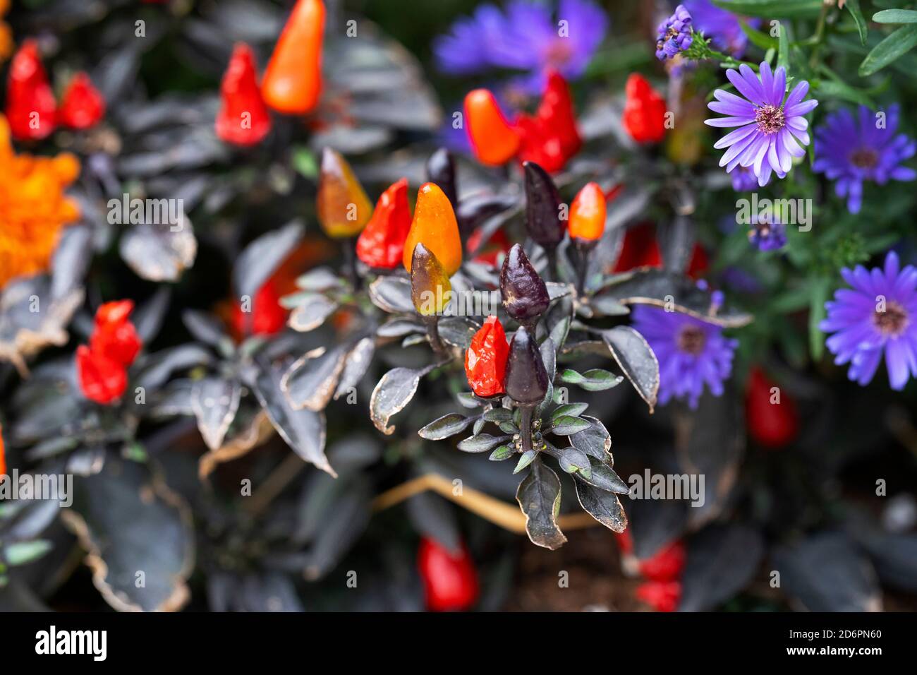 Dekorative Pfeffer Mitternachtssonne, jährliche Pflanze, Capsicum Annuum, Herbst Bunte Pflanze wächst im Garten Stockfoto