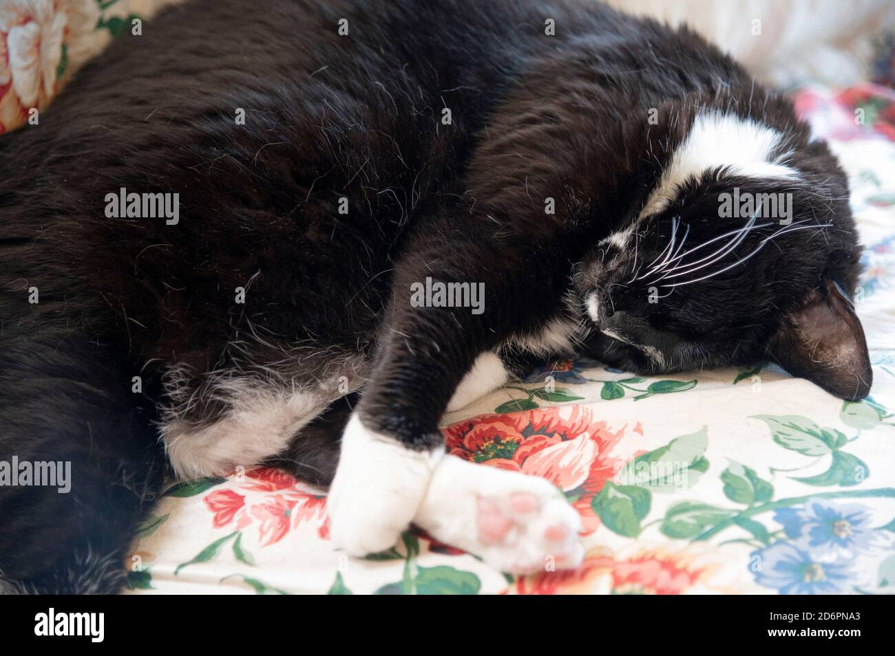Schwarz-weiße Katze schläft auf floralem Stoff Stockfoto