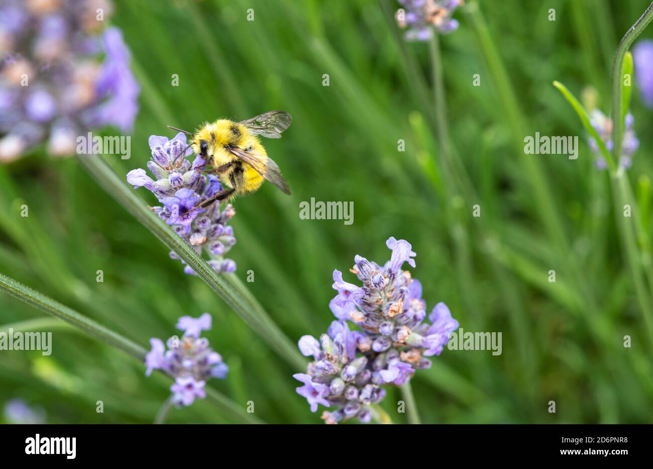 Bumble Biene bestäubt eine Spitze Lavendel Blume Stockfoto