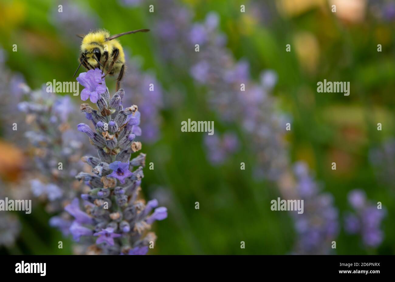 Bumble Biene bestäubt eine Spitze Lavendel Blume Stockfoto