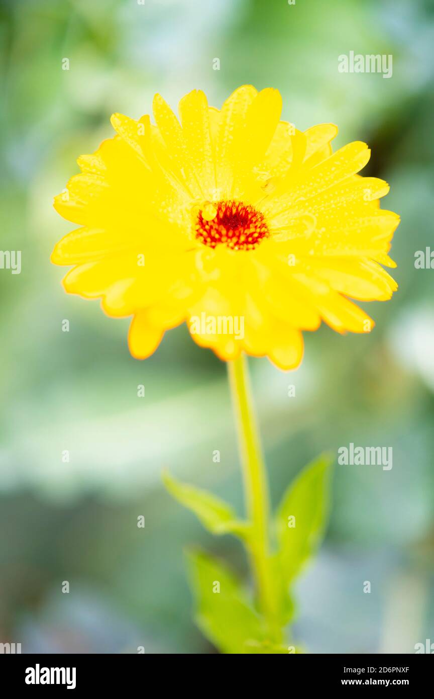 Abstrakte gelbe Blume mit roter Mitte und grünen Stiel mit Blätter Stockfoto
