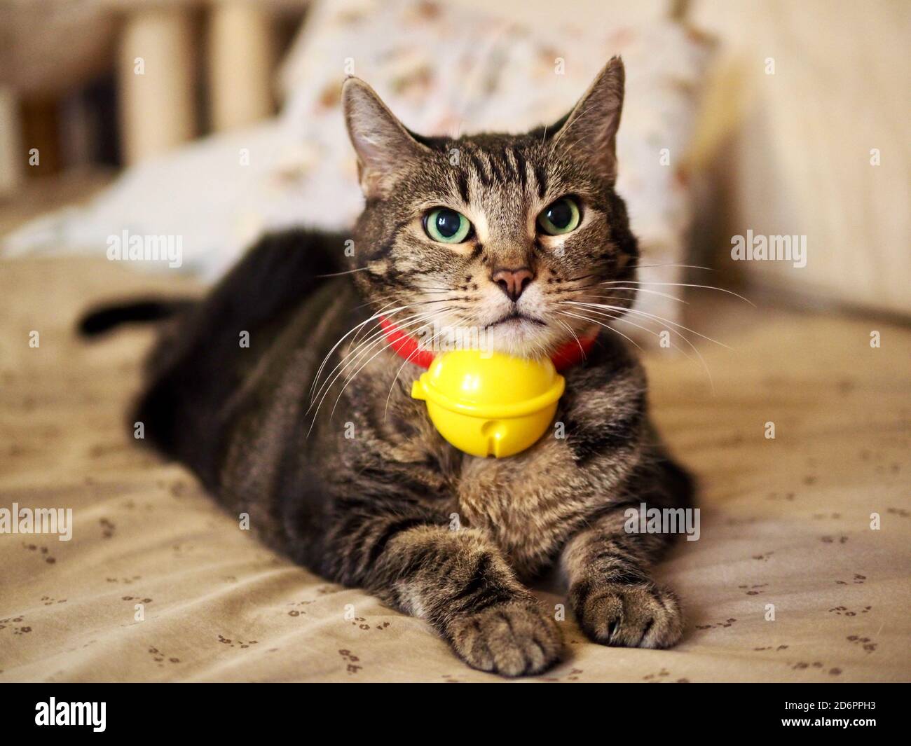 Mintie der Tabby ist Doraemon Stockfoto