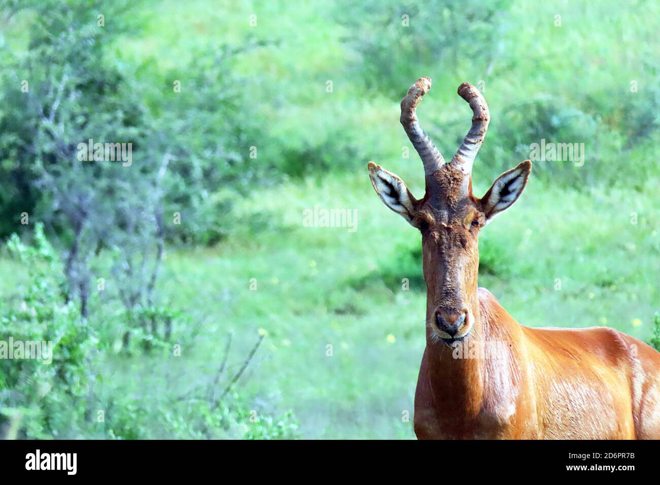 Ein vom Aussterben bedrohtes rotes Hartebeest (Alcelaphus buselaphus caama) in nassem Grüngras im Naturschutzgebiet Ondekaremba bei Windhoek, Namibia Stockfoto
