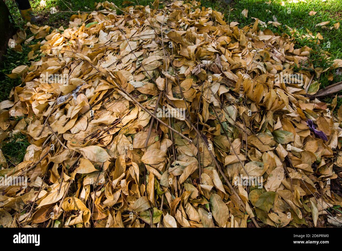 Stapel von trockenen Herbstblättern auf dem Rasen warten, um von den Reinigern klar zu sein. Singapur. Stockfoto