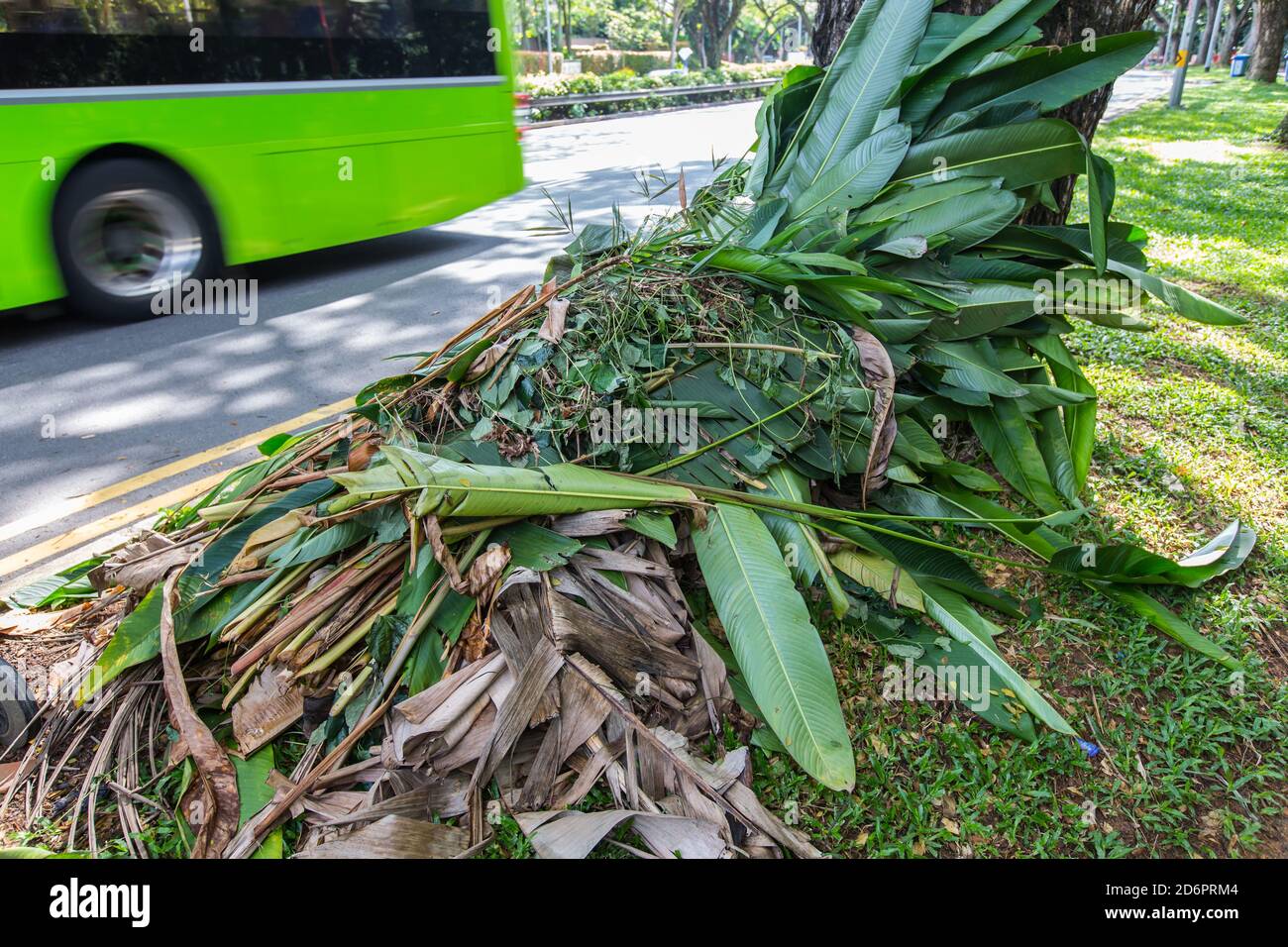 Ein Stapel Bananenblätter wurde auf dem Gras und gegen den Baum gestapelt, während sie darauf warteten, klar zu werden. Singapur. Stockfoto