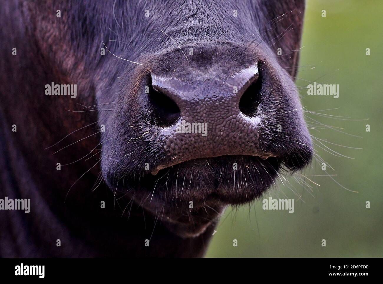 Schnauze einer limousin Kuh Stockfoto