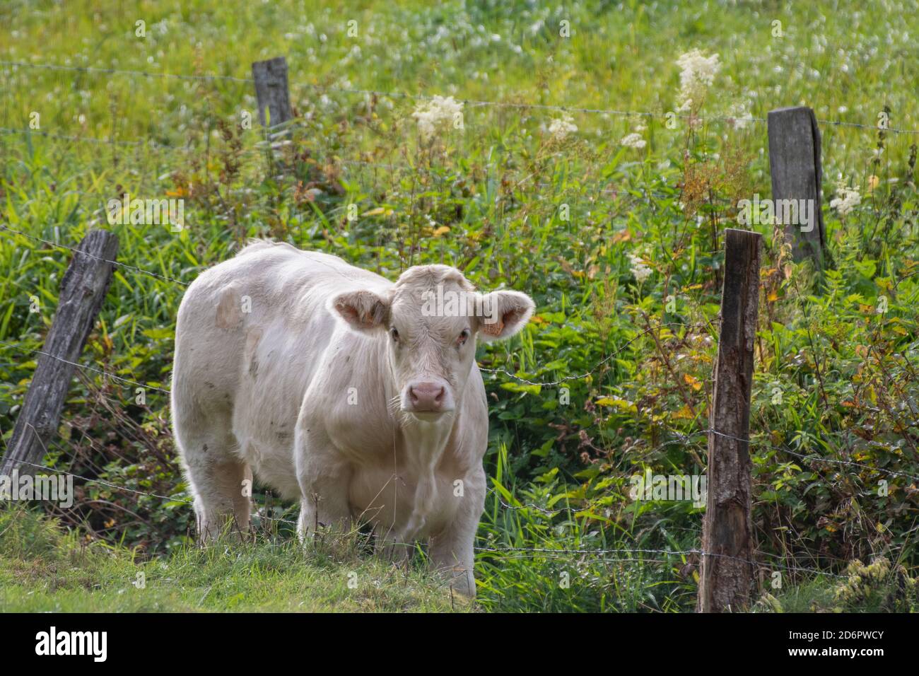 Junge Kuh, braun und weiß grasen auf einer Wiese Stockfoto