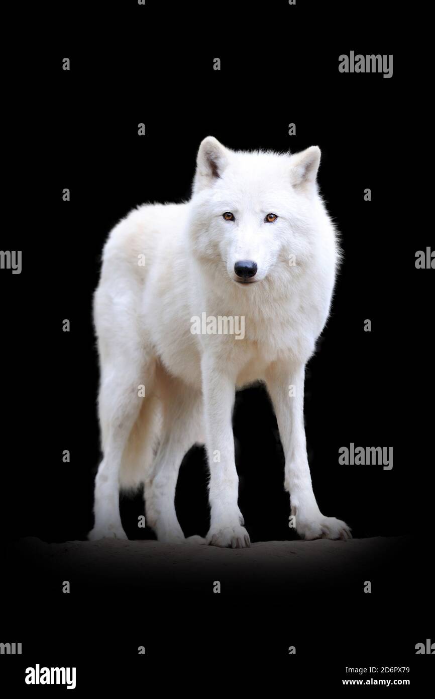 Nahaufnahme Wolf. Wildtier isoliert auf schwarzem Hintergrund Stockfoto