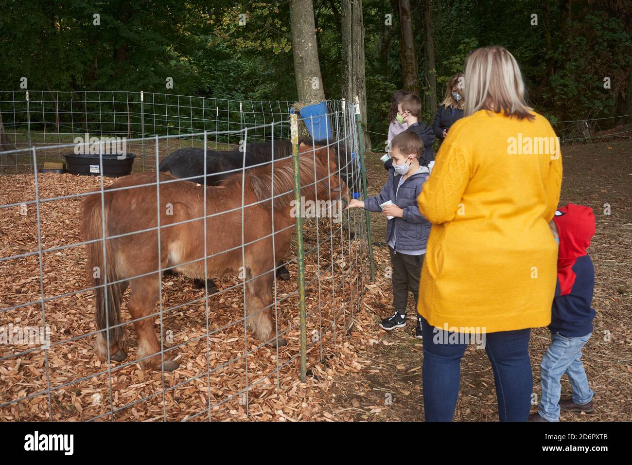 Am Samstag, den 17. Oktober 2020, während einer Pandemie-Herbstsaison, füttern Kinder Minipferde auf dem jährlichen Erntefest der Fir Point Farm in Aurora, Oregon. Stockfoto