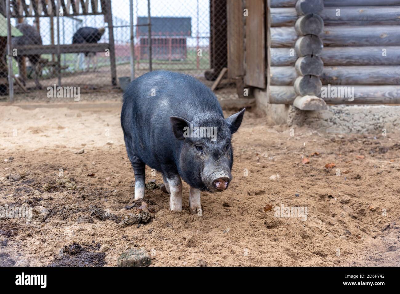 Vietnamesisches Schwein mit schwarzen Borsten im Zoo Stockfoto