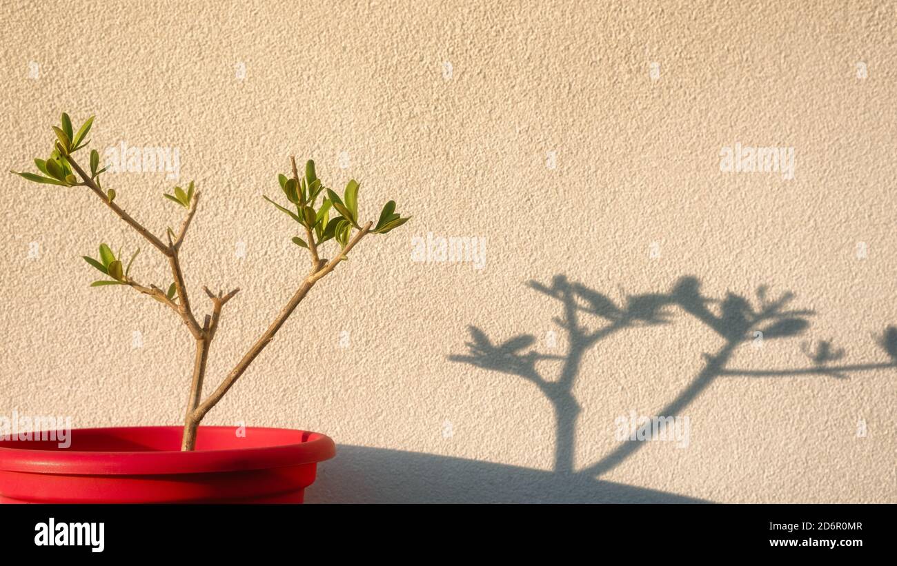 Kleiner Olivenbaum und sein Schatten Stockfoto