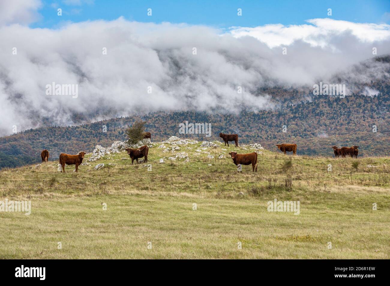 Kühe auf dem Hügel mit Wolken, die den Berg hochsteigen Stockfoto