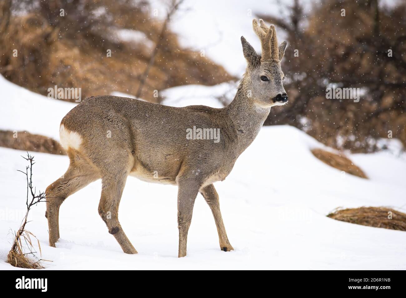 Rehe wandern auf verschneite Lichtung in der Winternatur. Stockfoto