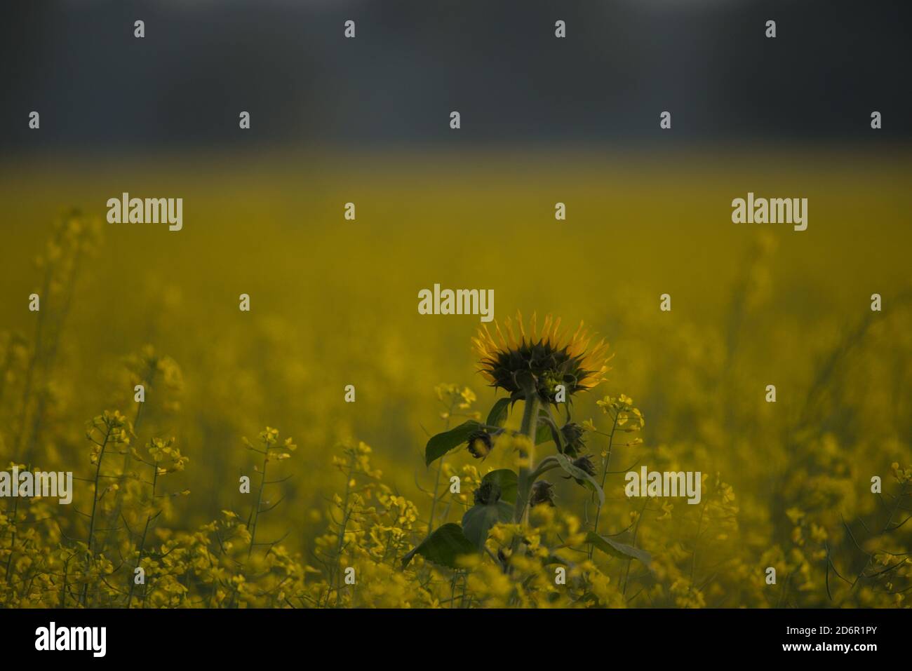 Sonnenblume Helianthus annuus, die gemeinsame Sonnenblume, ist ein großes jährliches Forb der Gattung Helianthus als Ernte für seine Speiseöl und essbar angebaut Stockfoto